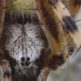 Aculepeira sp.
